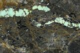 Polished Turquoise in Matrix Slab - Nevada #371566-1